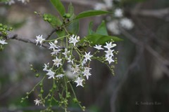 Ehretia aspera